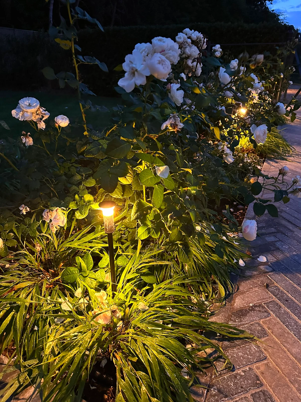 Contract pole light in situ — Planting