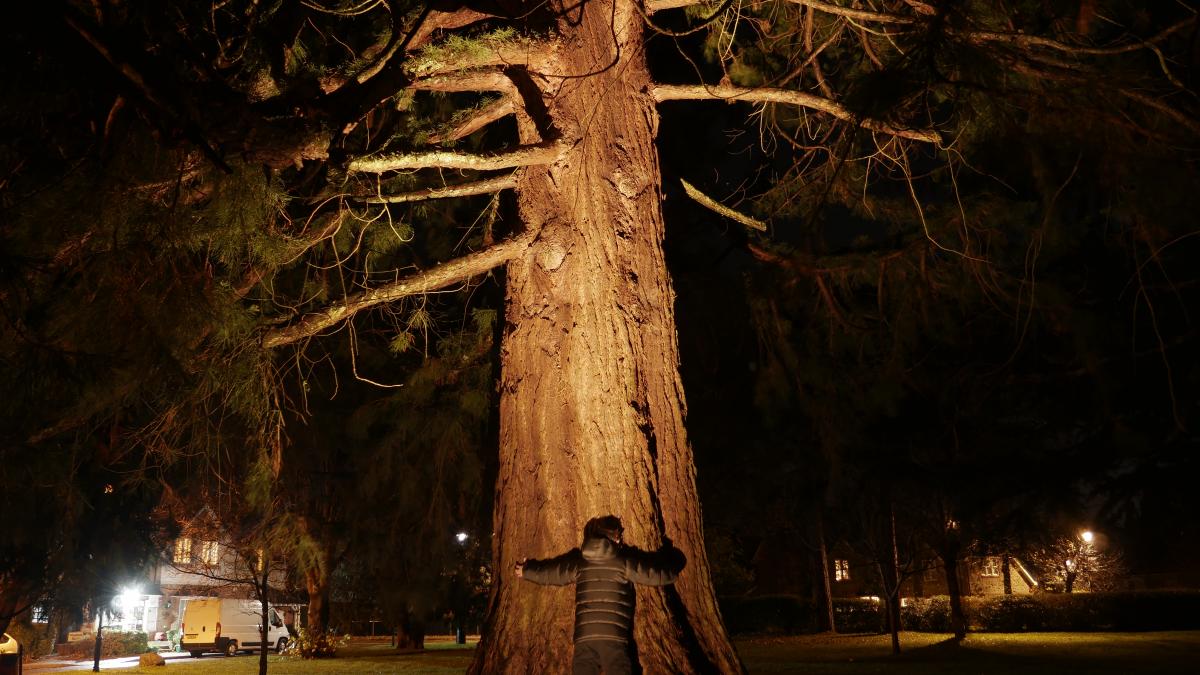 Around ther base of a giant sequoia introduced in the late 1800s