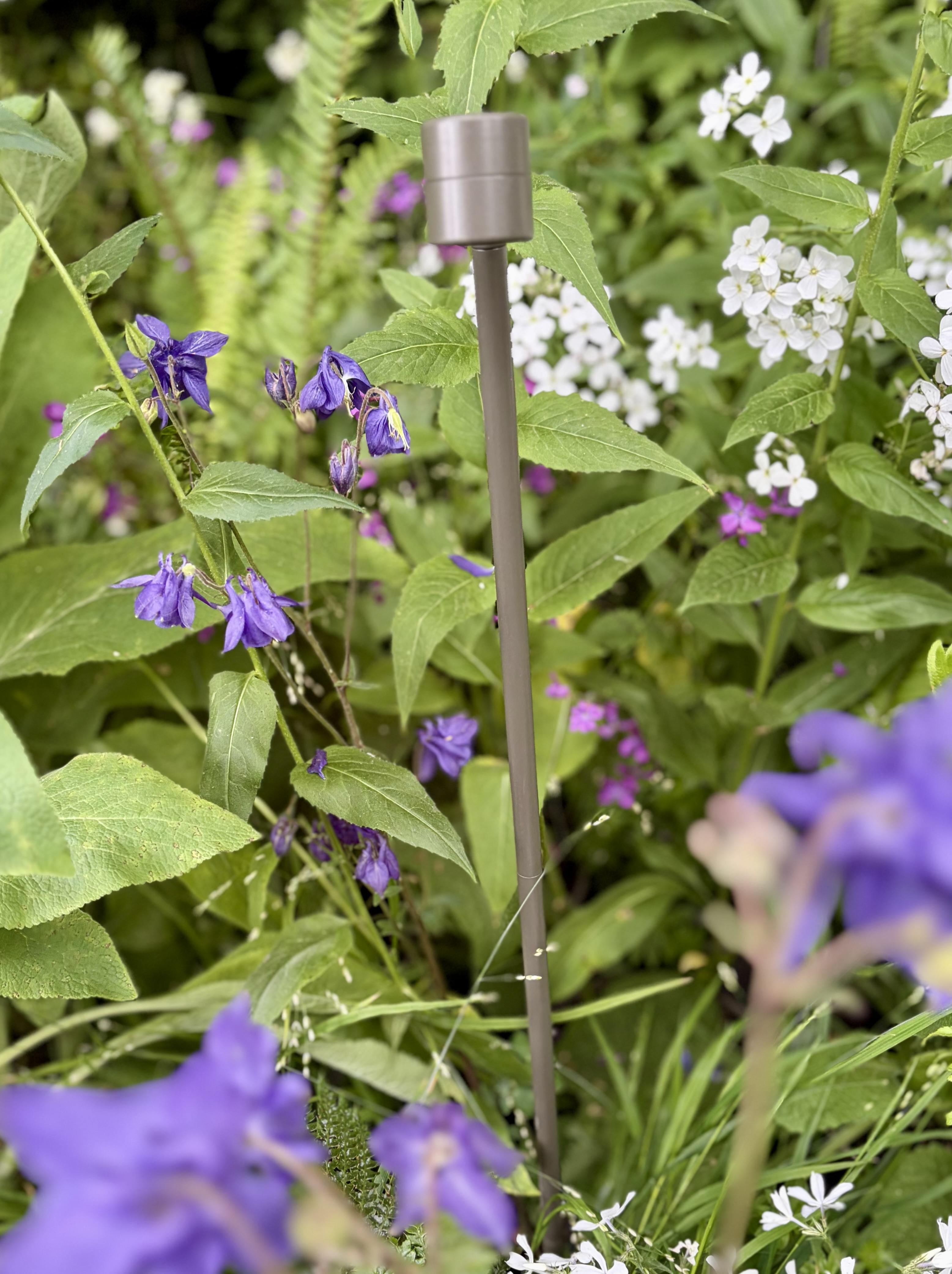Hudson Lighting planting washer at 2200K illuminating planting from ground level in the Parkinson's UK garden — low-profile, warm amber, designed specifically for this brief